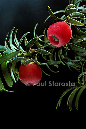 Taxus baccata (if)