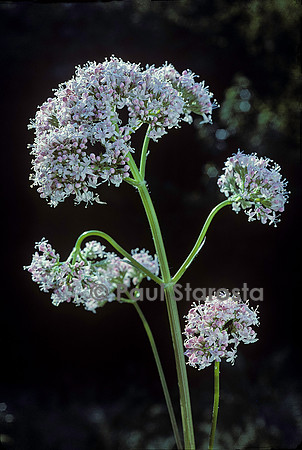 Valeriana officinalis (valériane)