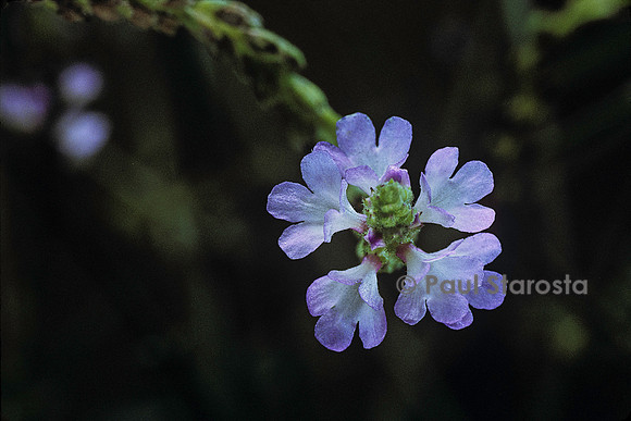 Verbena officinalis (verveine officinale)