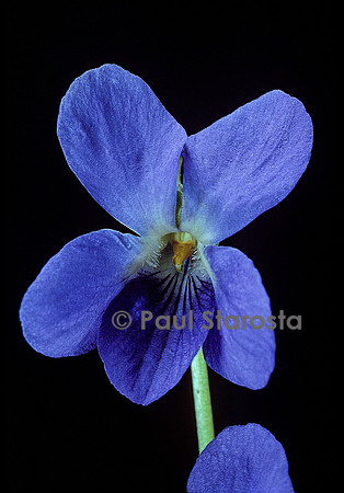 Viola odorata (violette)