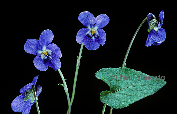 Viola odorata (violette)