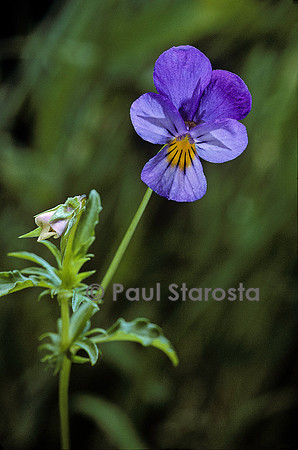Viola tricolor (pensée sauvage)