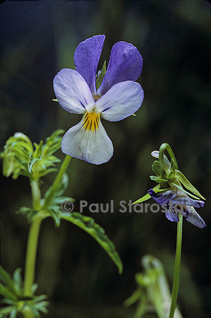 Viola tricolor (pensée sauvage)