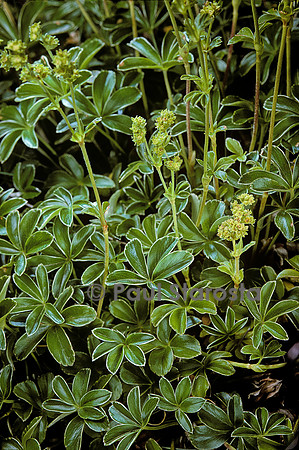 Alchemilla alpina ssp. saxatilis (alchémille)