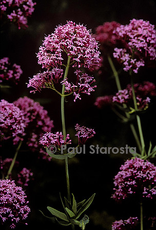 Centranthus ruber (valériane des murs)