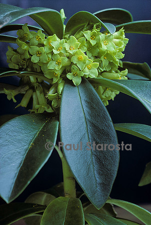 Daphne laureola (laurier des bois)
