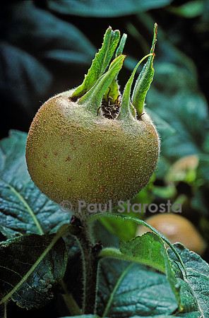 Mespilus germanica (néflier) - fruit