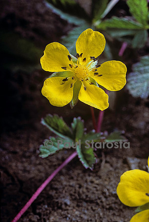 Potentilla reptans (potentille rampante)