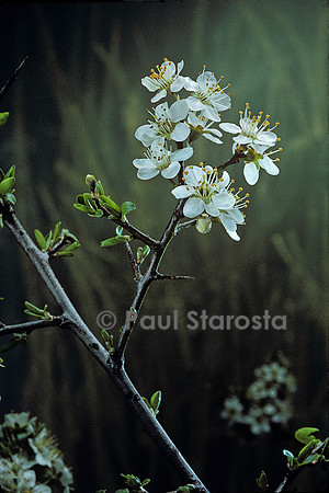 Prunus spinosa (prunellier) - fleur