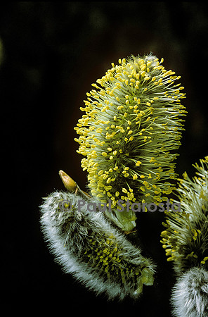 Salix caprea (saule marsault) - chatons mâles