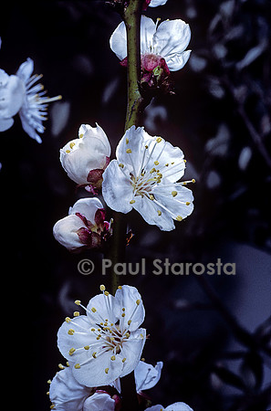 Prunus armeniaca (abricotier) - fleurs