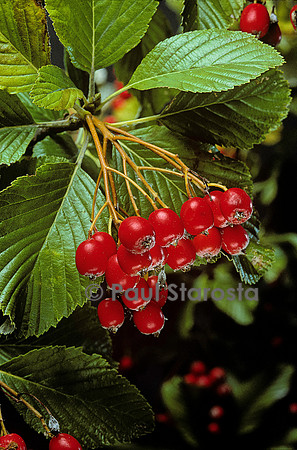 Sorbus aria (alisier blanc)