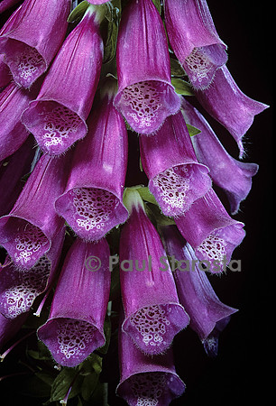 Digitalis purpurea (digitale pourpre, grande digitale, doigtier)