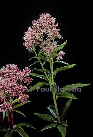 Eupatorium cannabinum (eupatoire)