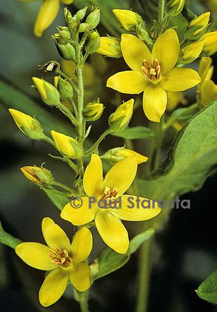 Lysimachia vulgaris (grande lysimaque)