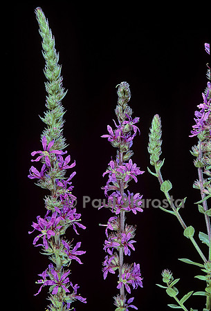 Lythrum salicaria (salicaire)