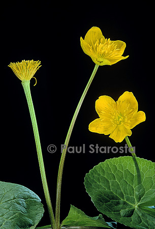 Caltha palustris (populage des marais)