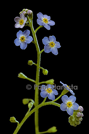 Myosotis palustris (myosotis des marais)