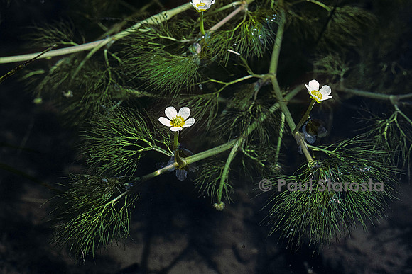 Ranunculus fluitans (renoncule flottante)