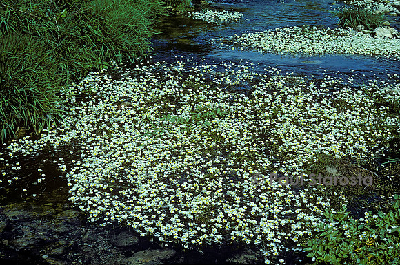 Ranunculus fluitans (renoncule flottante)
