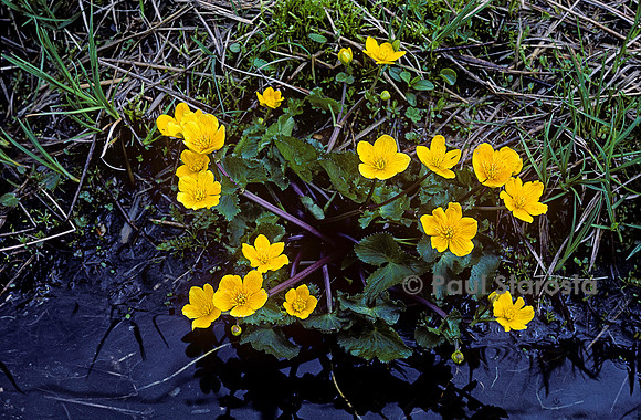 Caltha palustris (populage des marais)