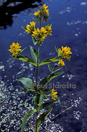 Lysimachia vulgaris (grande lysimaque)