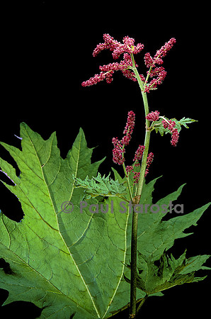 Rheum palmatum ‘Atrosanguineum’ (rhubarbe)