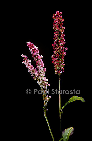 Persicaria affinis (renouée en tapis)