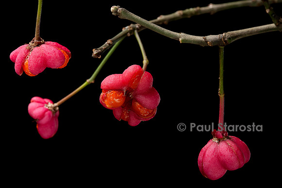 Euonymus europaeus (fusain, bonnet d'évêque) - fruits