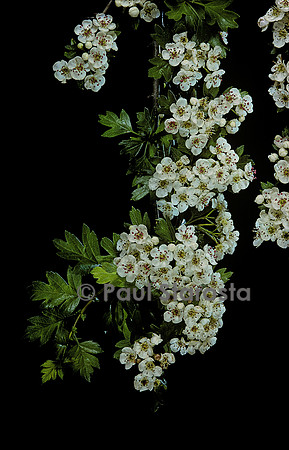 Crataegus monogyna (aubépine, épine blanche)