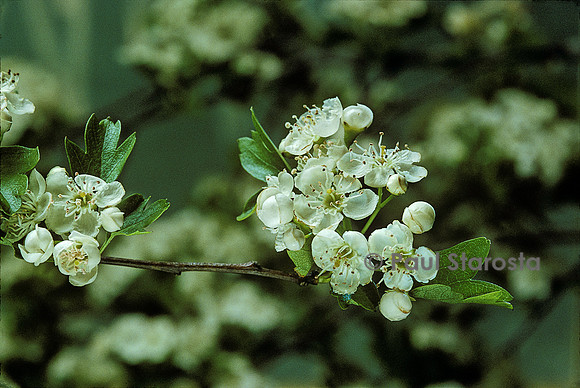 Crataegus monogyna (aubépine, épine blanche)