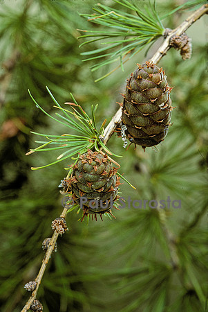 Larix decidua (mélèze d'Euope) - cônes