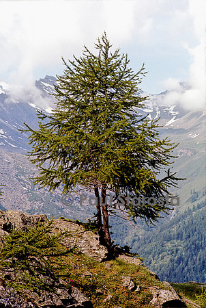 Larix decidua (mélèze d'Euope)