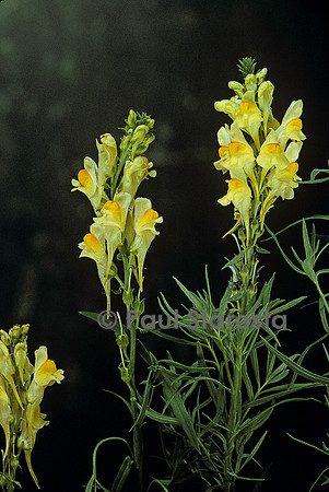 Linaria vulgaris (linaire commune)
