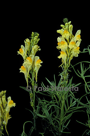 Linaria vulgaris (linaire commune)