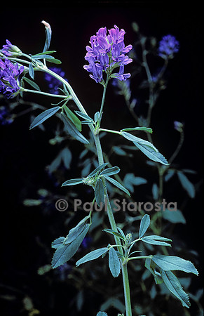 Medicago sativa (luzerne)
