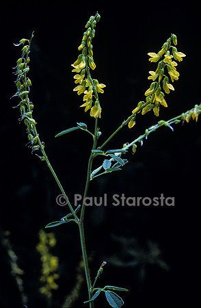 Melilotus officinalis (mélilot)