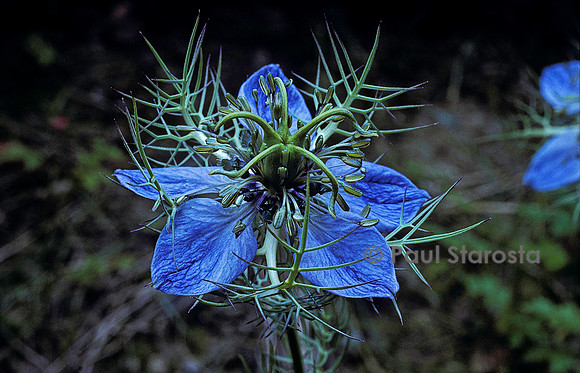 Nigella damascena (nigelle de Damas)