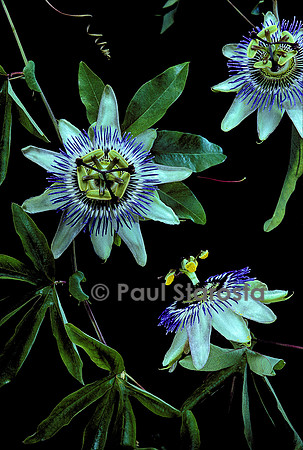 Passiflora caerulea (passiflore bleue)