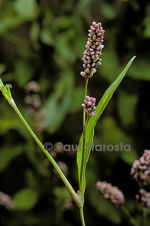 Persicaria maculosa (renouée persicaire)