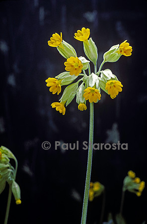 Primula veris (coucou)