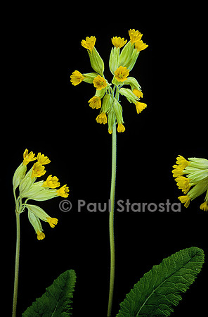 Primula veris (coucou)