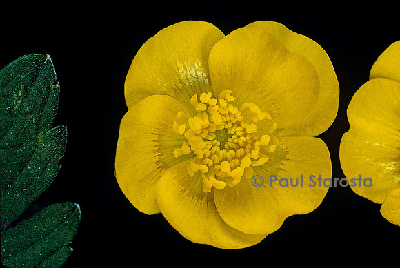 Ranunculus acris (bouton d’or)