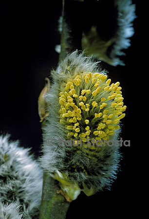 Salix caprea (saule marsault) - chaton mâle