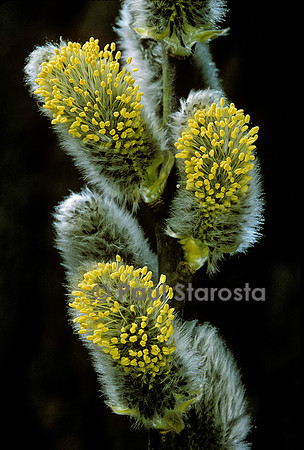 Salix caprea (saule marsault) - chatons mâles