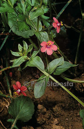 Anagallis arvensis (mouron rouge)