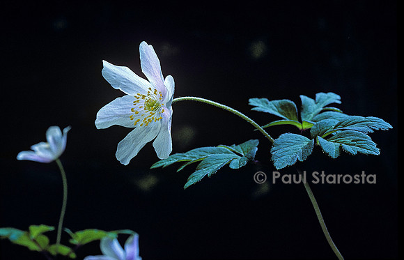 Anemone nemorosa (anémone sylvie)