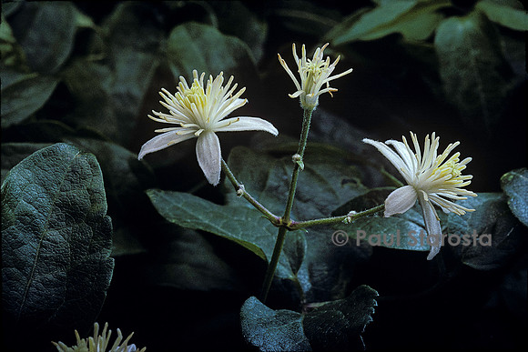 Clematis vitalba (vigne blanche, clématite des haies)