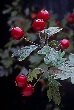 Crataegus monogyna (aubépine, épine blanche) - fruits