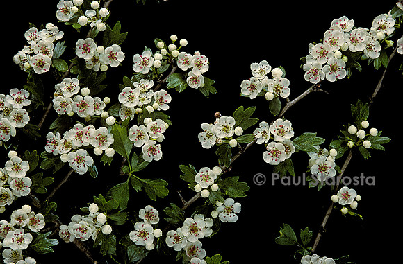 Crataegus monogyna (aubépine, épine blanche)